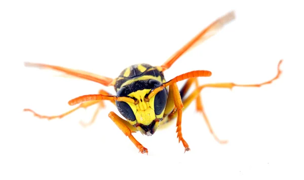 La avispa de chaqueta amarilla . — Foto de Stock