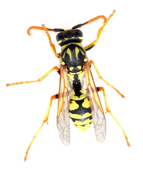 La veste jaune Wasp . — Photo