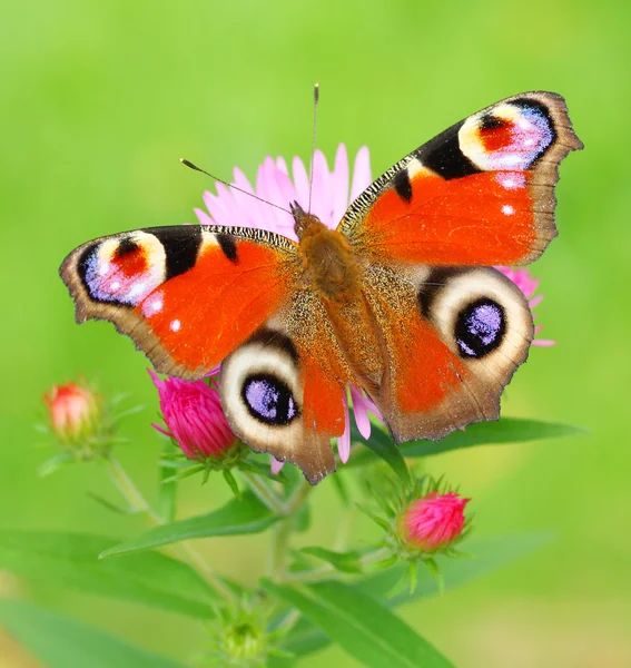 Farfalla pavone (Inachis Io) su un Aster cespuglioso (Aster Dumosus). Paesaggio tipico autunnale . — Foto Stock