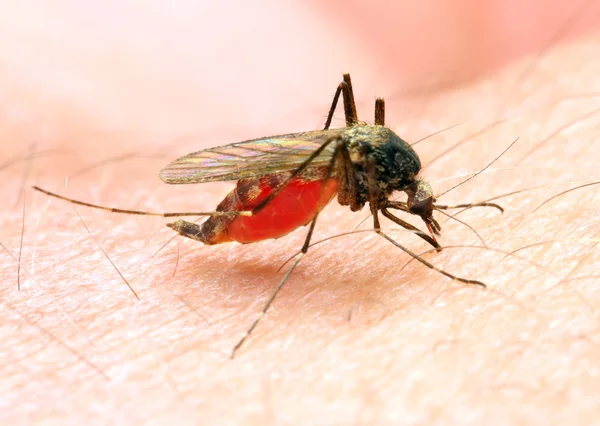 Малярійні комарів небезпечних транспортного засобу інфекції. — стокове фото