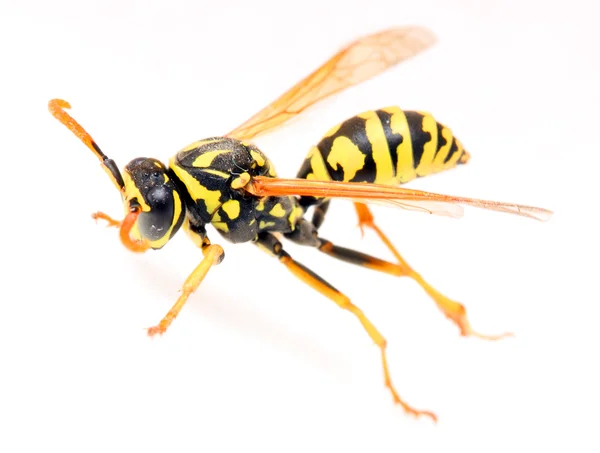 The Yellow Jacket Wasp. — Stock Photo, Image