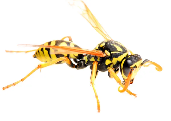 The Yellow Jacket Wasp. — Stock Photo, Image