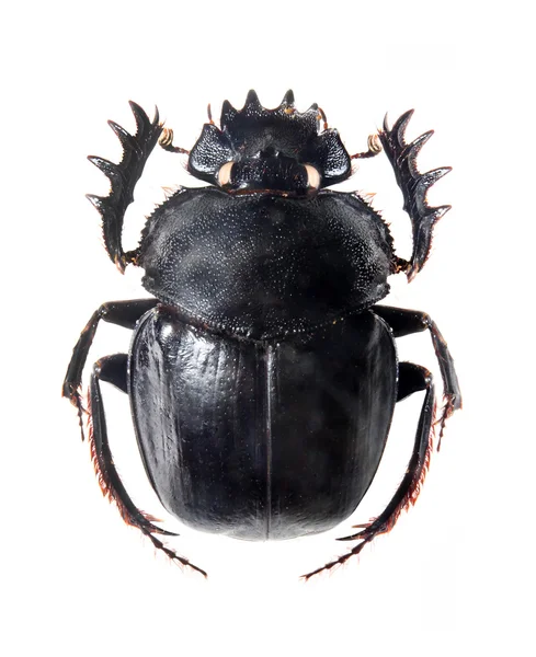 O escaravelho Scarabaeus - Dung isolado em um fundo branco . — Fotografia de Stock
