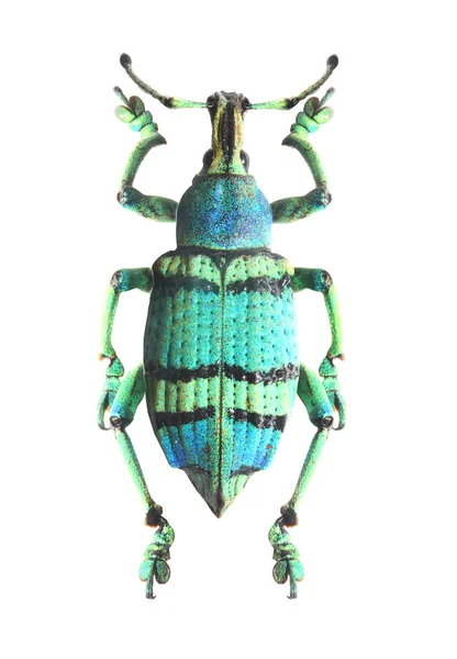 Tropical beetle (Curculionoidae). — Stock Photo, Image