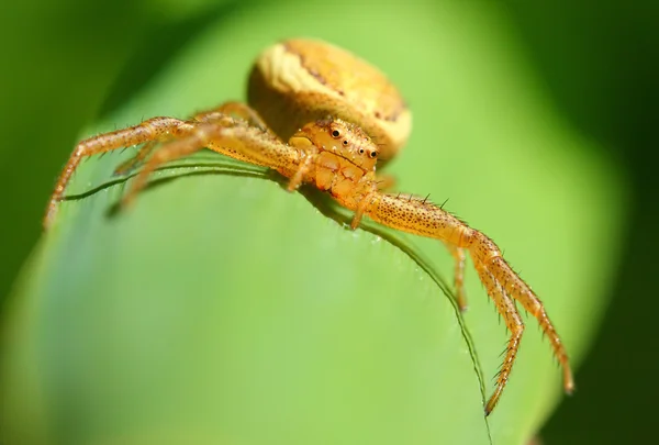 Araña de seis ojos sobre una hoja verde. Extremadamente cerca —  Fotos de Stock