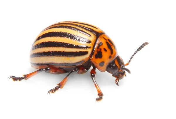 Der Kolorado-Kartoffelkäfer (leptinotarsa decemlineata) ist ein ernsthafter Schädling von Kartoffeln, Tomaten und Auberginen. Insektizide sind derzeit die wichtigste Methode der Käferbekämpfung. — Stockfoto