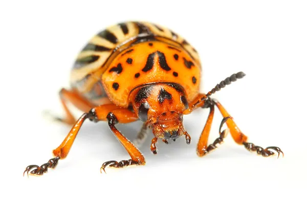 The Colorado potato beetle (Leptinotarsa decemlineata) is a serious pest of potatoes, tomatoes and eggplants. Insecticides are currently the main method of beetle control. — Stock Photo, Image