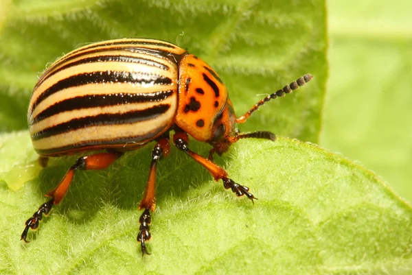 El escarabajo de la patata de Colorado (Leptinotarsa decemlineata) es una plaga grave de patatas, tomates y berenjenas. Los insecticidas son actualmente el principal método de control de escarabajos . —  Fotos de Stock