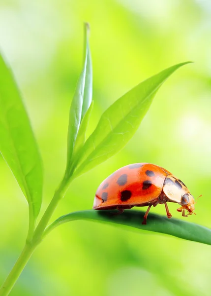 Ladybug on fresh green leaf. — Stock Photo, Image