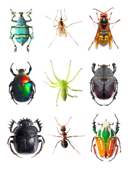 Beyaz zemin üzerinde böcek koleksiyonu — Stok fotoğraf