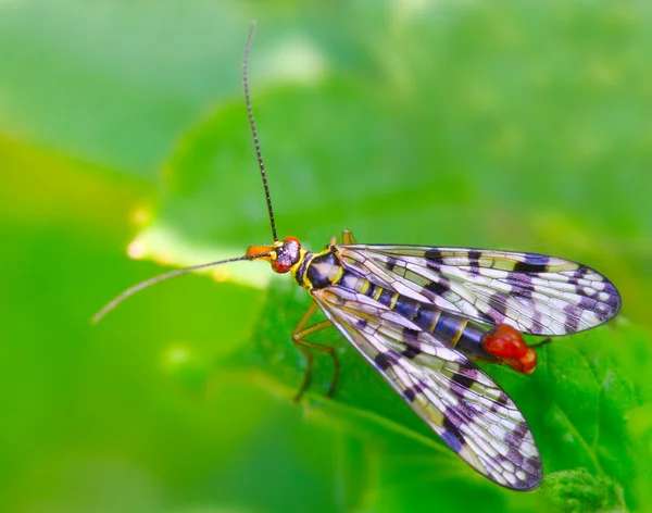 Scorpionfly (Mecoptera) veicolo pericoloso di infezione . — Foto Stock