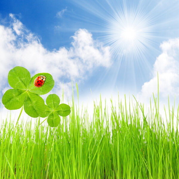 Весенняя трава с божьей коровкой
.