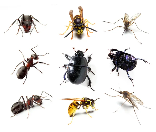 Collection d'insectes sur fond blanc — Photo