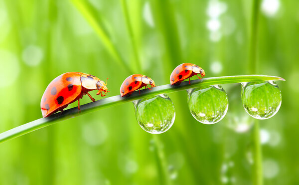 Ladybugs family on a dewy grass.