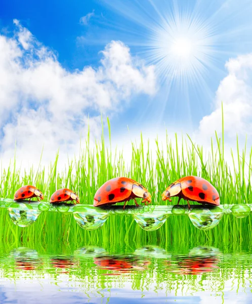 ladybugs aile nemli çimenlerin üzerinde.