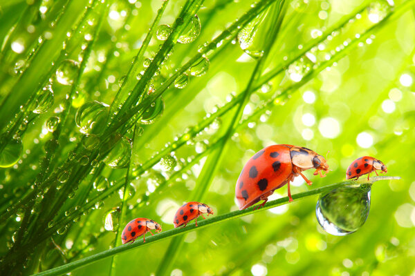 Ladybugs family on a dewy grass.