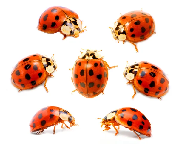 Mariquitas (Coccinella septempunctata) sobre fondo blanco . — Foto de Stock