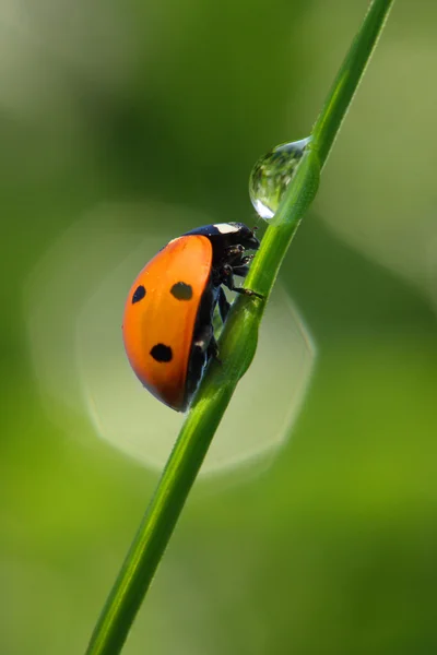 Lieveheersbeestje op verse groene blad. — Stockfoto