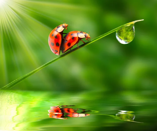 庭の池の上のてんとう虫のカップルを作る愛の面白い画像. — ストック写真