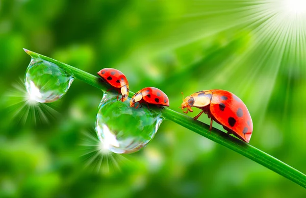 Marienkäferfamilie auf einem taufrischen Gras. — Stockfoto