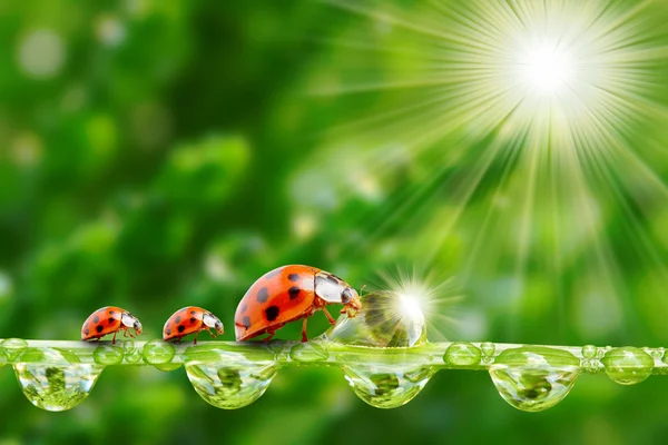 Marienkäferfamilie auf einem taufrischen Gras. — Stockfoto