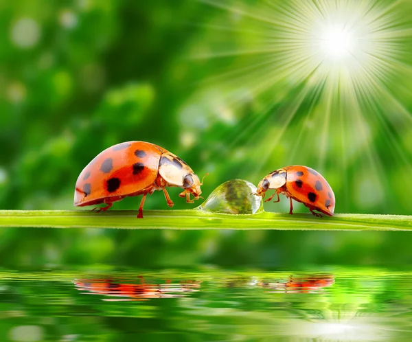 Marienkäferfamilie auf einem taufrischen Gras. — Stockfoto