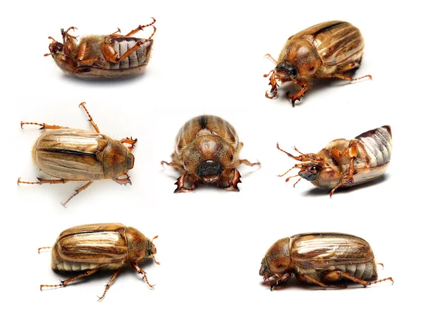 Set of the may-bug on a white background — Stock Photo, Image