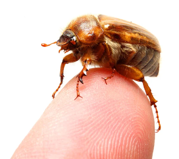 May-bug em uma ponta de dedo - foto conceitual — Fotografia de Stock