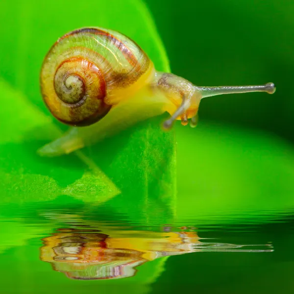 Grappig beeld van een snelle slak op een dewy gras. — Stockfoto