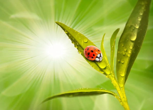 Lieveheersbeestje op verse groene blad. — Stockfoto