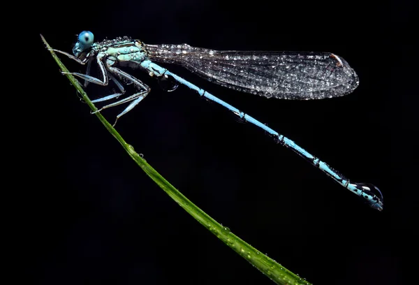 Blue dragonfly on a grass — Stock Photo, Image