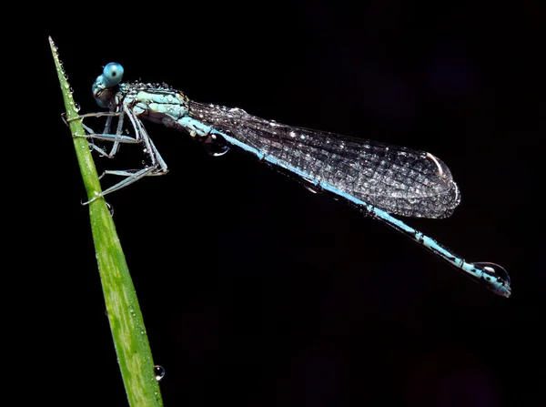 Bir çim üzerinde mavi yusufçuk — Stok fotoğraf