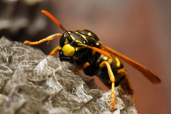 Żółta koszulka wasp. — Zdjęcie stockowe