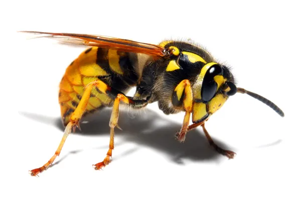 Sarı ceket yaban arısı. — Stok fotoğraf