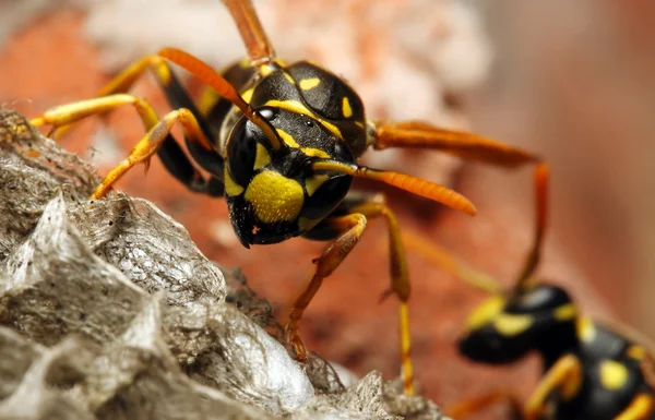 The Yellow Jacket Wasp. — Stock Photo, Image