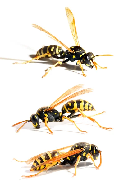 The Yellow Jacket Wasp. — Stock Photo, Image