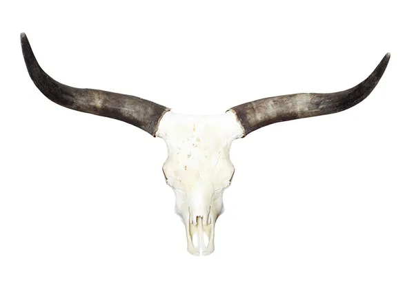 Cráneo de toro con cuernos largos aislados sobre un fondo blanco —  Fotos de Stock