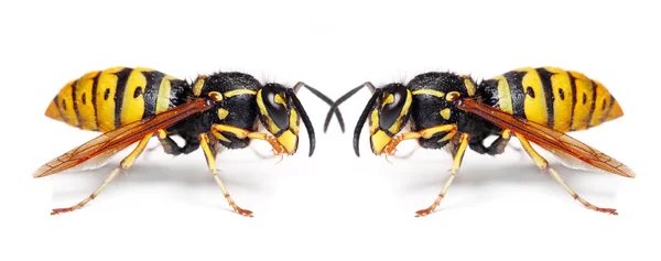 La veste jaune Wasp . — Photo