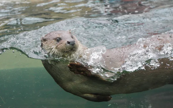 Wydra Eurasian w zoo Praga - Czechy Europy — Zdjęcie stockowe