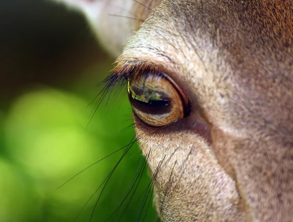 Deer eye close up — Stock Photo, Image