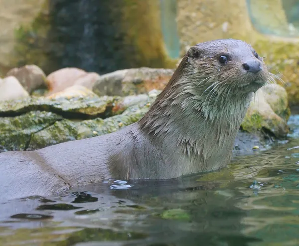 Wydra Eurasian w zoo Praga - Czechy Europy — Zdjęcie stockowe