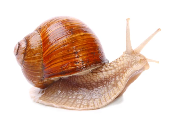 花园里的蜗牛 (庭园大蜗牛) 蜗牛向世界各地的许多人们提供一个轻松收获的蛋白质来源. — 图库照片