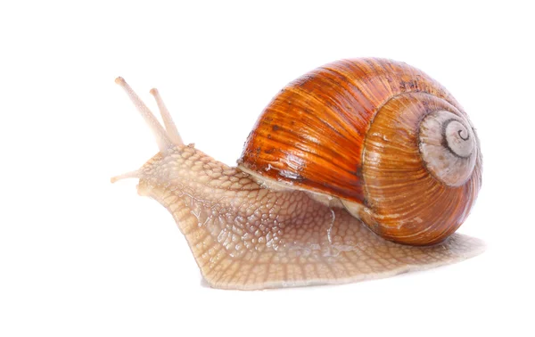 Caracol de jardín (Helix aspersa) Los caracoles proporcionan una fuente de proteína de fácil recolección a muchas personas en todo el mundo . —  Fotos de Stock