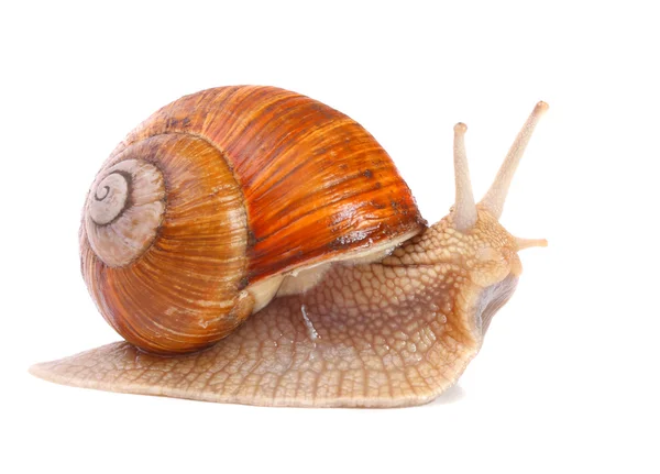 花园里的蜗牛 (庭园大蜗牛) 蜗牛向世界各地的许多人们提供一个轻松收获的蛋白质来源. — 图库照片