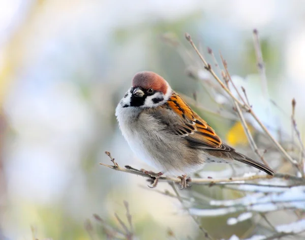 Il maschio di un passero domestico (Passer domesticus) su un ramoscello . — Foto Stock