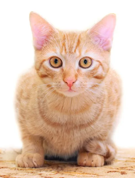 Den inhemska katt (Felis Silvestris f. catus) på nära håll — Stockfoto