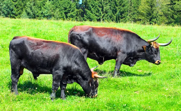 De auroch ook Oeroes - bos primigenius. zeer zeldzame wilde Europese buffalo leven alleen in een Tsjechisch nationaal park sumava en Duitsland nationale park Beierse bos. — Stockfoto