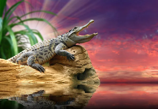 The Crocodile against sunset sky over a tropical sea. — Stock Photo, Image