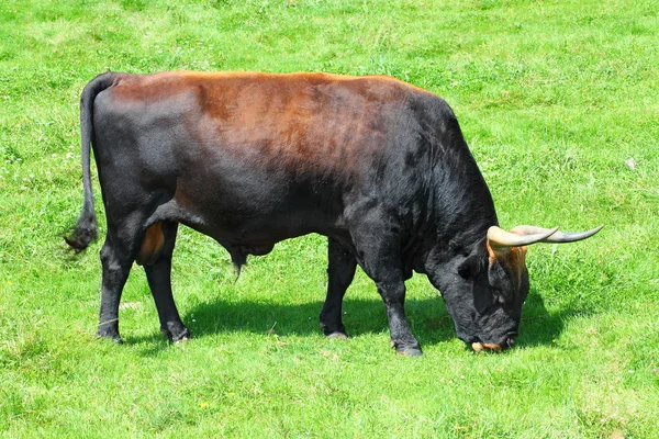 O Auroch também Urus - Bos Primigenius. Buffalo europeu selvagem muito raro que vive apenas em um parque nacional checo Sumava e Alemanha Parque Nacional Floresta da Baviera . — Fotografia de Stock