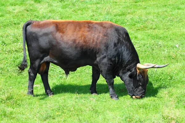 Auroch také urus - bos primigenius. velmi vzácný divoký Evropské buvol žije jen v České národní park Šumava a Německo národního parku Bavorského lesa. — Stock fotografie